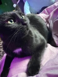 Lost Female Cat last seen 51st & Thomas, Minneapolis, MN 55430