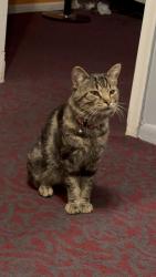 Lost Male Cat last seen Carpenter and mackay street, Hamtramck, MI 48212