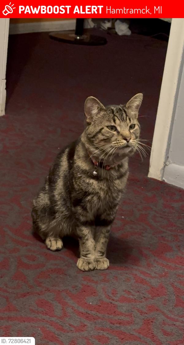 Lost Male Cat last seen Carpenter and mackay street, Hamtramck, MI 48212
