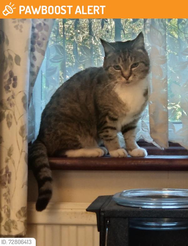Rehomed Unknown Cat last seen Red way at even end of Longcross , Pennyland, England MK15 8AR