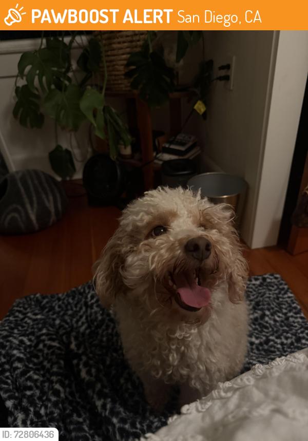 Found/Stray Male Dog last seen In redwood st, San Diego, CA 92104