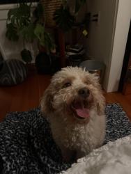 Found/Stray Male Dog last seen In redwood st, San Diego, CA 92104