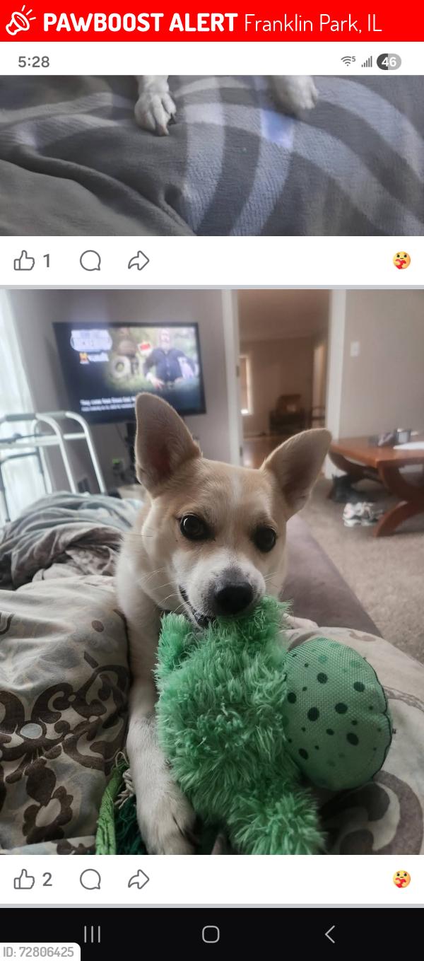 Lost Male Dog last seen Mannheim Bridge and Franklin Ave, Franklin Park, IL 60131