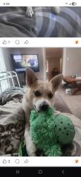 Lost Male Dog last seen Mannheim Bridge and Franklin Ave, Franklin Park, IL 60131