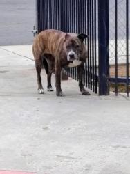 Found/Stray Female Dog last seen Tulare and Helm, Fresno, CA 93727