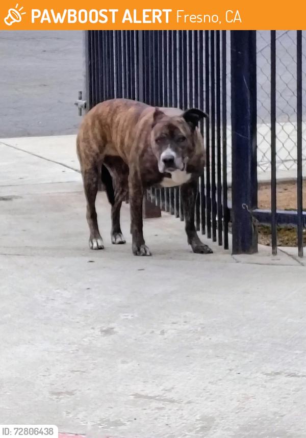 Found/Stray Female Dog last seen Tulare and Helm, Fresno, CA 93727