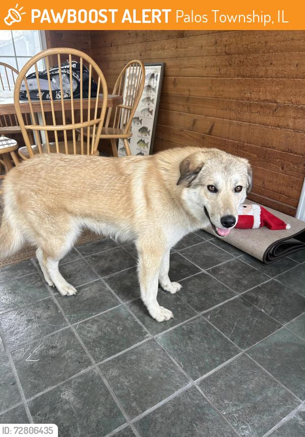 Found/Stray Female Dog last seen Crooked creek woods, Palos Township, IL 60465