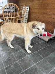 Found/Stray Female Dog last seen Crooked creek woods, Palos Township, IL 60465