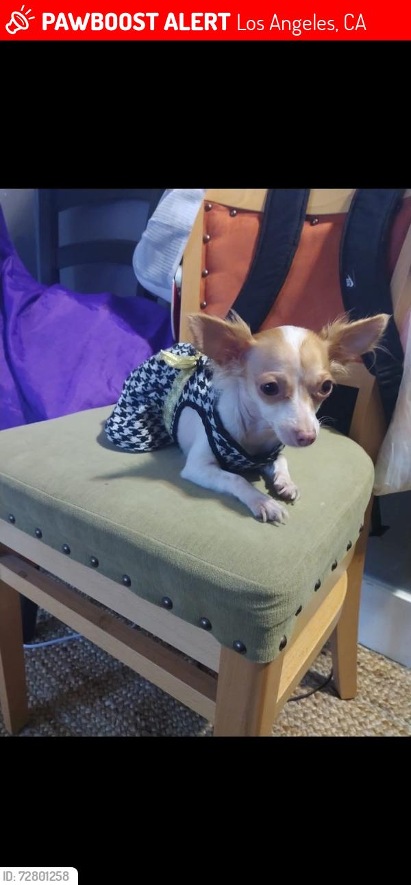 Lost Female Dog last seen Slauson and hopper, Los Angeles, CA 90011