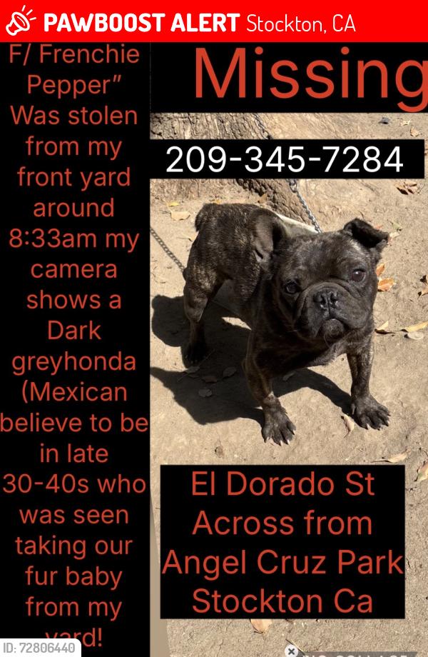 Lost Female Dog last seen N El Dorado across from Angel Cruz Park , Stockton, CA 95207