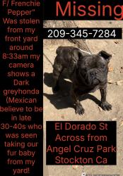 Lost Female Dog last seen N El Dorado across from Angel Cruz Park , Stockton, CA 95207