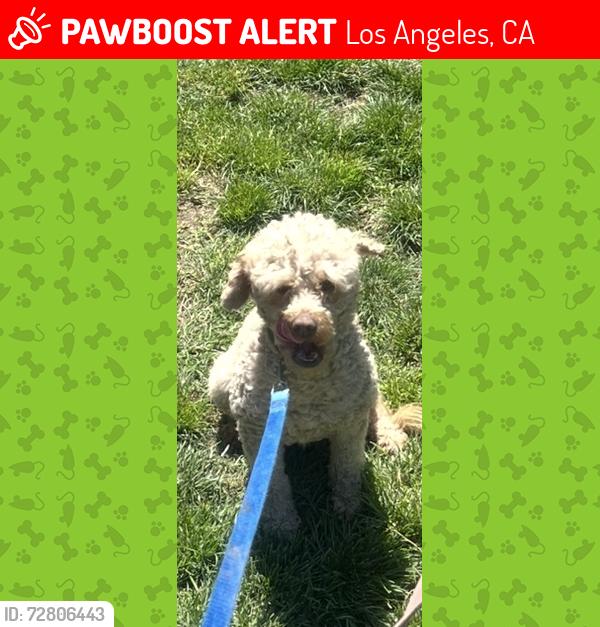 Lost Male Dog last seen 81st and Naomi, Los Angeles, CA 90001