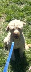 Lost Male Dog last seen 81st and Naomi, Los Angeles, CA 90001