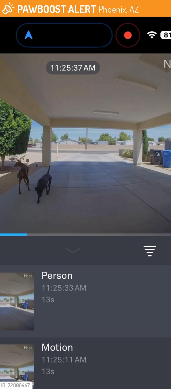Found/Stray Male Dog last seen 29th street/paradise ln, Phoenix, AZ 85032