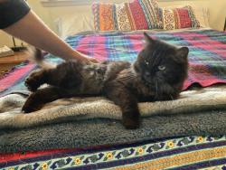 Found/Stray Female Cat last seen Floating Cloud Dr. Chico, Chico, CA 95928