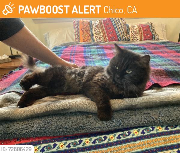 Found/Stray Female Cat last seen Floating Cloud Dr. Chico, Chico, CA 95928