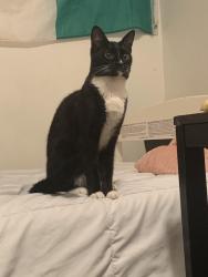 Lost Female Cat last seen 2236s 13th st, Philadelphia, PA 19148