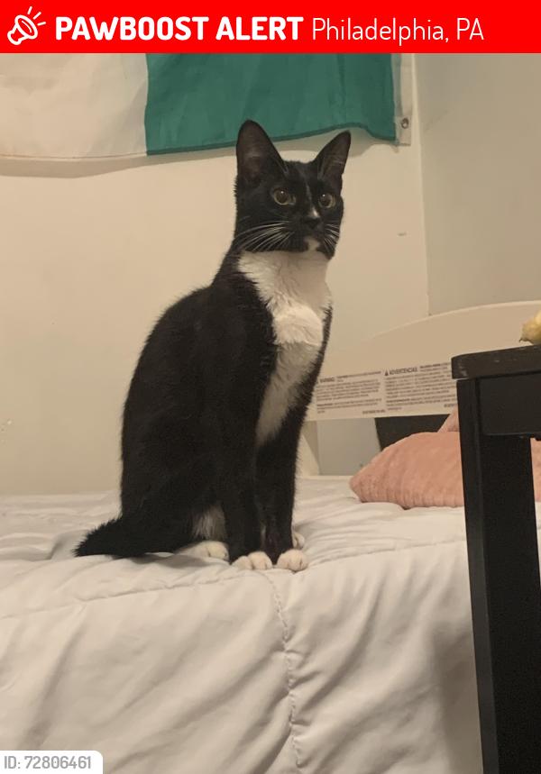 Lost Female Cat last seen 2236s 13th st, Philadelphia, PA 19148