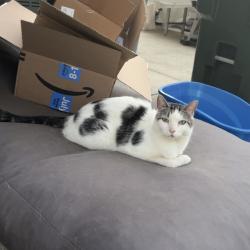 Lost Male Cat last seen 7th St NW and 6th Ave NW , Puyallup, WA 98371