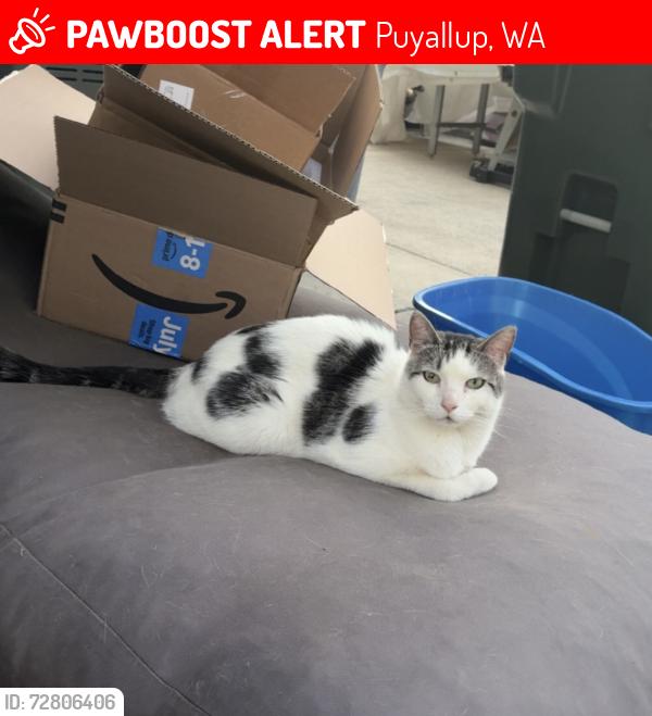 Lost Male Cat last seen 7th St NW and 6th Ave NW , Puyallup, WA 98371
