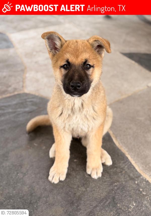 Lost Male Dog last seen Near Russell curry rd a Arlington Texas , Arlington, TX 76001