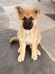 Lost Male Dog last seen Near Russell curry rd a Arlington Texas , Arlington, TX 76001