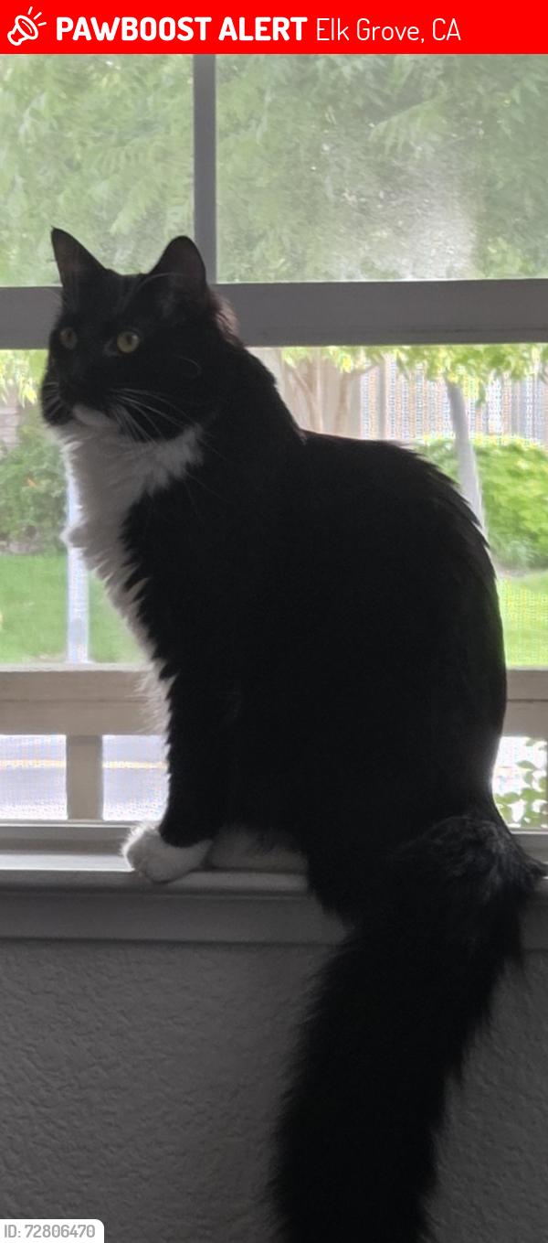 Lost Male Cat last seen West Taron and Riparian Drive, Elk Grove, CA 95757