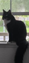 Lost Male Cat last seen West Taron and Riparian Drive, Elk Grove, CA 95757