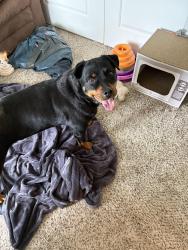 Found/Stray Female Dog last seen Zarmat Ave , Nashville, TN 37211