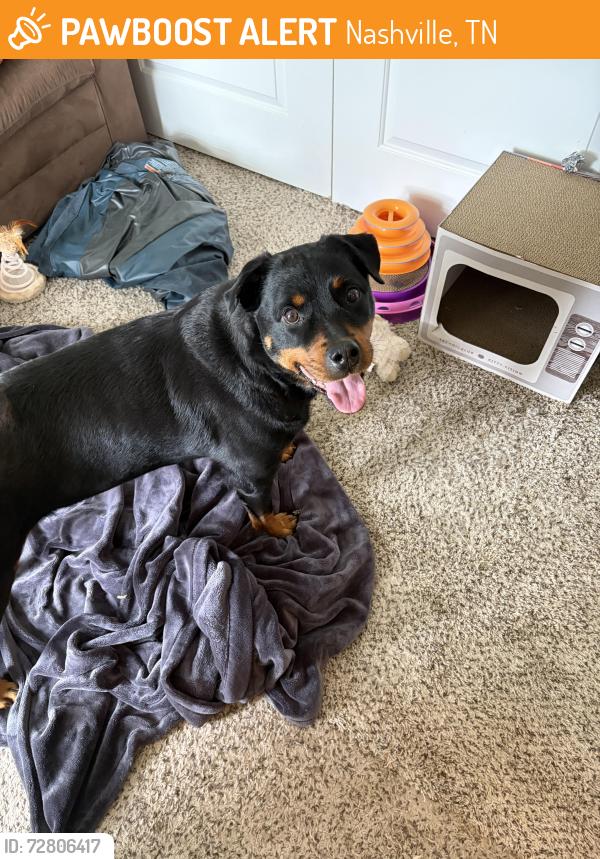 Found/Stray Female Dog last seen Zarmat Ave , Nashville, TN 37211