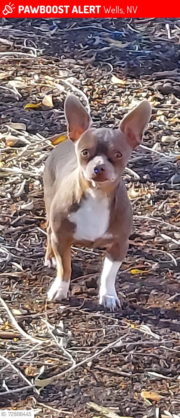 Lost Male Dog last seen 7th street wells nv next to railroad tracks, Wells, NV 89835