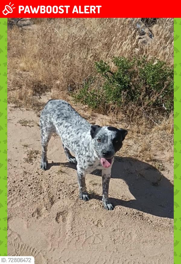 Lost Female Dog last seen Joshua Bear Valley, San Bernardino County, CA 92308