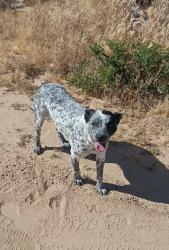 Lost Female Dog last seen Joshua Bear Valley, San Bernardino County, CA 92308