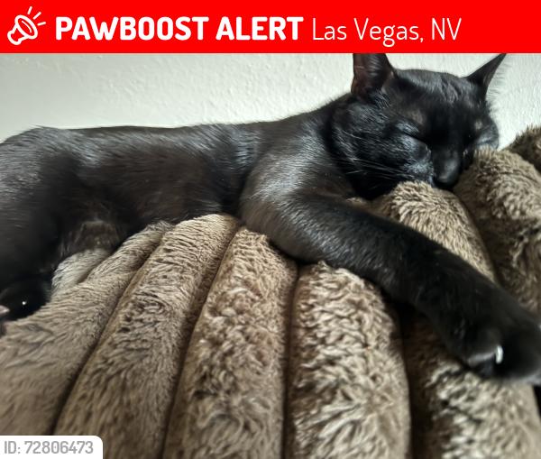 Lost Male Cat last seen Casino center and Hoover , Las Vegas, NV 89101