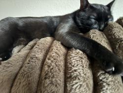 Lost Male Cat last seen Casino center and Hoover , Las Vegas, NV 89101
