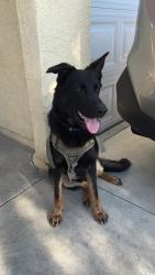 Lost Male Dog last seen 87th and Fig, Los Angeles, CA 90002