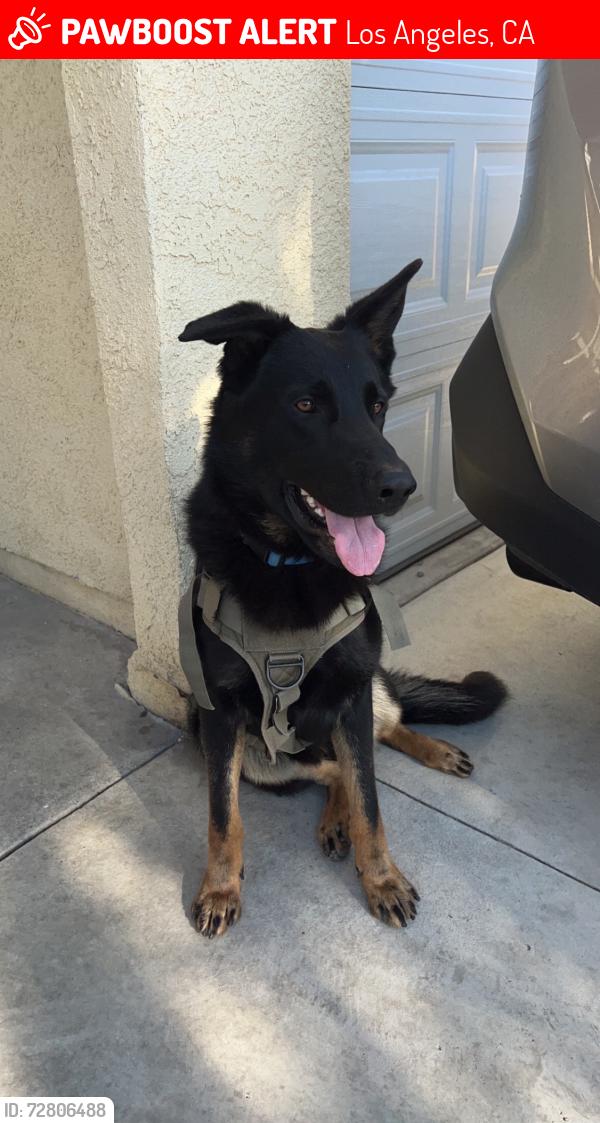 Lost Male Dog last seen 87th and Fig, Los Angeles, CA 90002
