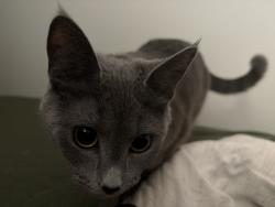 Lost Female Cat last seen Near Hollis Ave, Fort Campbell, KY 42223