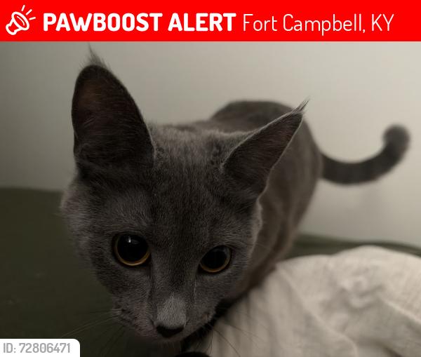 Lost Female Cat last seen Near Hollis Ave, Fort Campbell, KY 42223