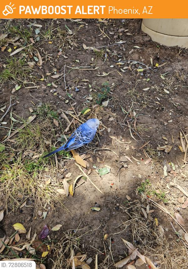 Found/Stray Unknown Bird last seen N 21st Street and Turney , Phoenix, AZ 85016