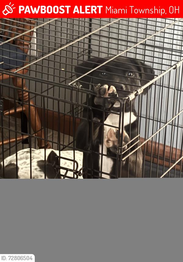 Lost Female Dog last seen BranchHill, Miami Township, OH 45140