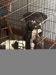Lost Female Dog last seen BranchHill, Miami Township, OH 45140