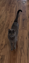 Lost Female Cat last seen Fairway and Deep Canyon, Palm Desert, CA 92260