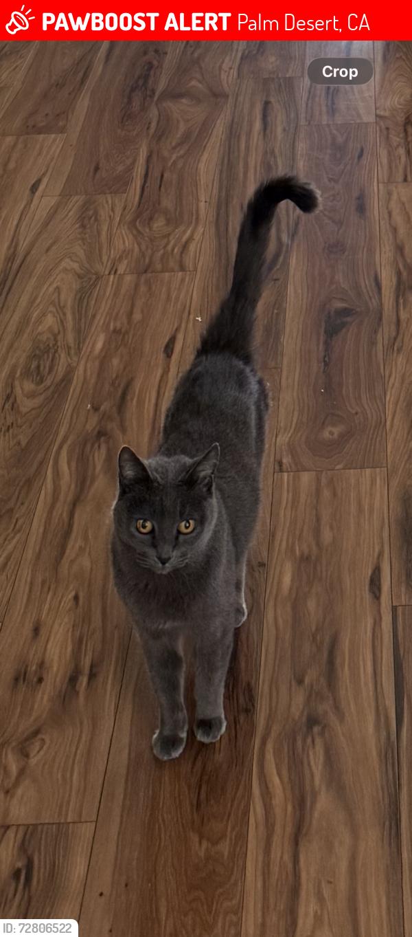 Lost Female Cat last seen Fairway and Deep Canyon, Palm Desert, CA 92260