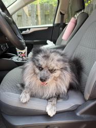 Found/Stray Male Dog last seen Cobbs drive, Waco, TX 76710