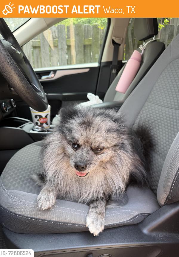 Found/Stray Male Dog last seen Cobbs drive, Waco, TX 76710