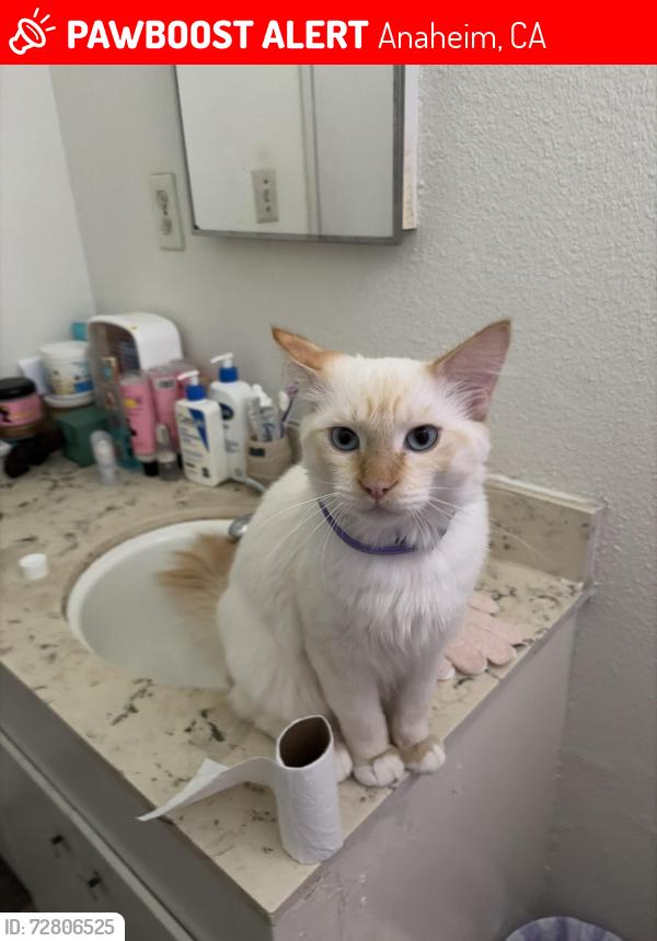 Lost Male Cat last seen State College and ball road, Anaheim, CA 92806