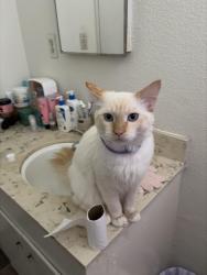 Lost Male Cat last seen State College and ball road, Anaheim, CA 92806