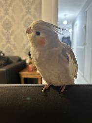 Lost Female Bird last seen Ross road  SM6 8QP, Wallington, England 