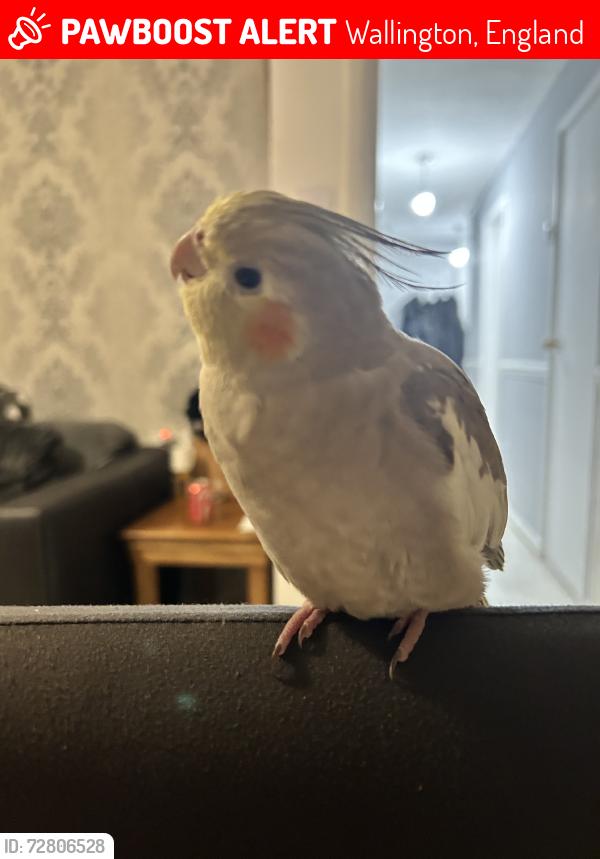 Lost Female Bird last seen Ross road  SM6 8QP, Wallington, England 